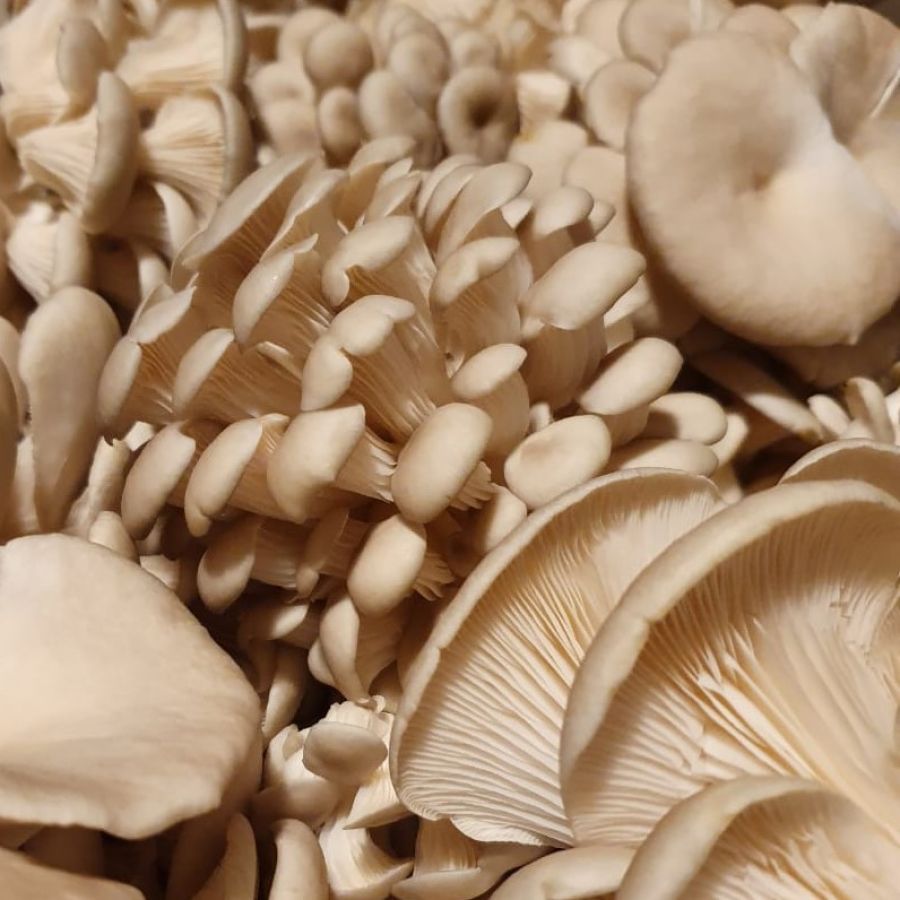 home-aoki-cogumelos-shitake-shimeji-branco-champignon-mushroom-04